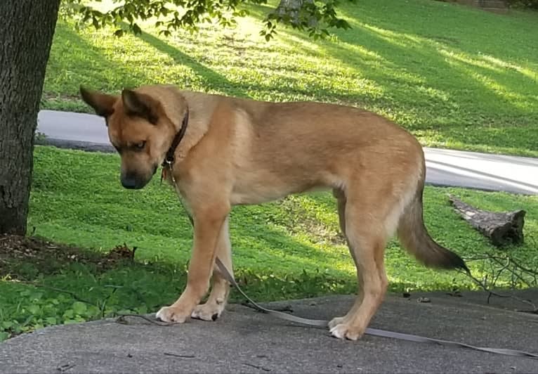 Canyon, a Siberian Husky and Saint Bernard mix tested with EmbarkVet.com