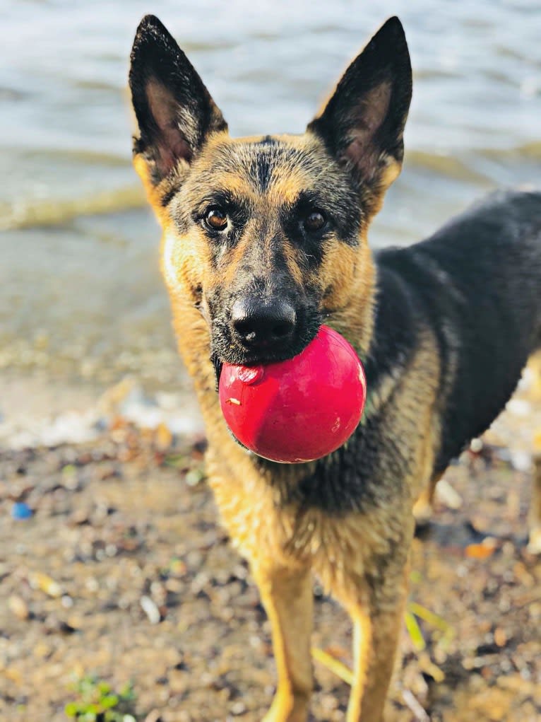 Ava Lynch, a German Shepherd Dog tested with EmbarkVet.com