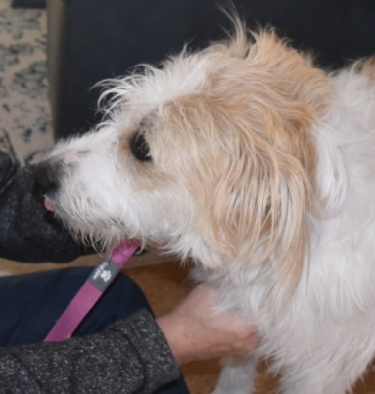 Lacy, a Great Pyrenees and Border Collie mix tested with EmbarkVet.com