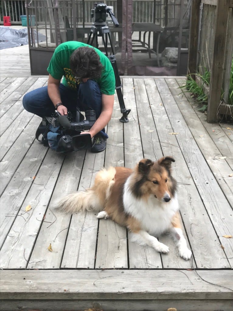 Tucker, a Shetland Sheepdog tested with EmbarkVet.com