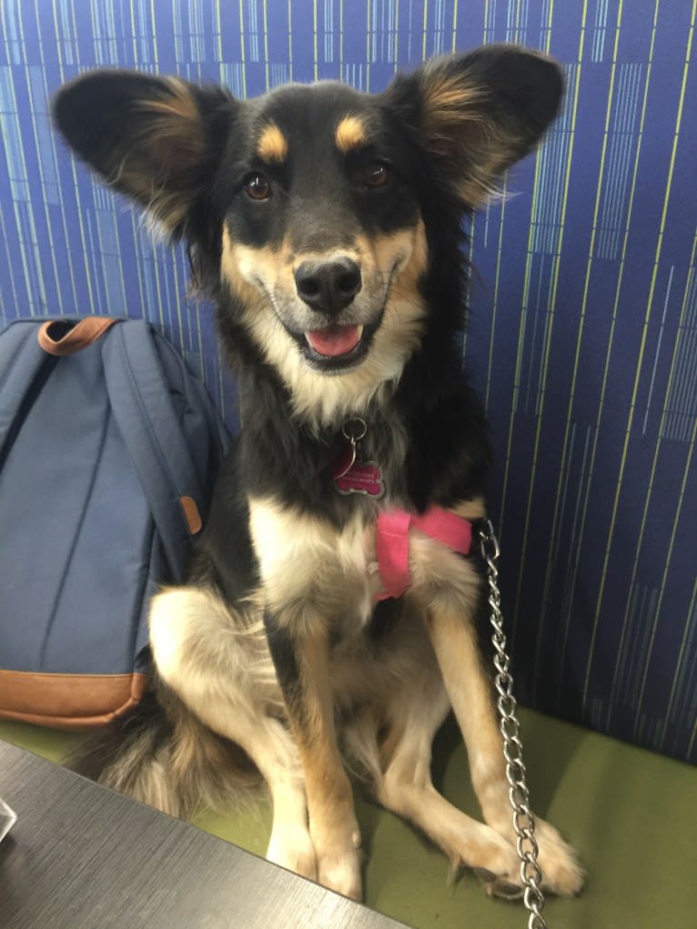 Luna, an Australian Cattle Dog and Chow Chow mix tested with EmbarkVet.com