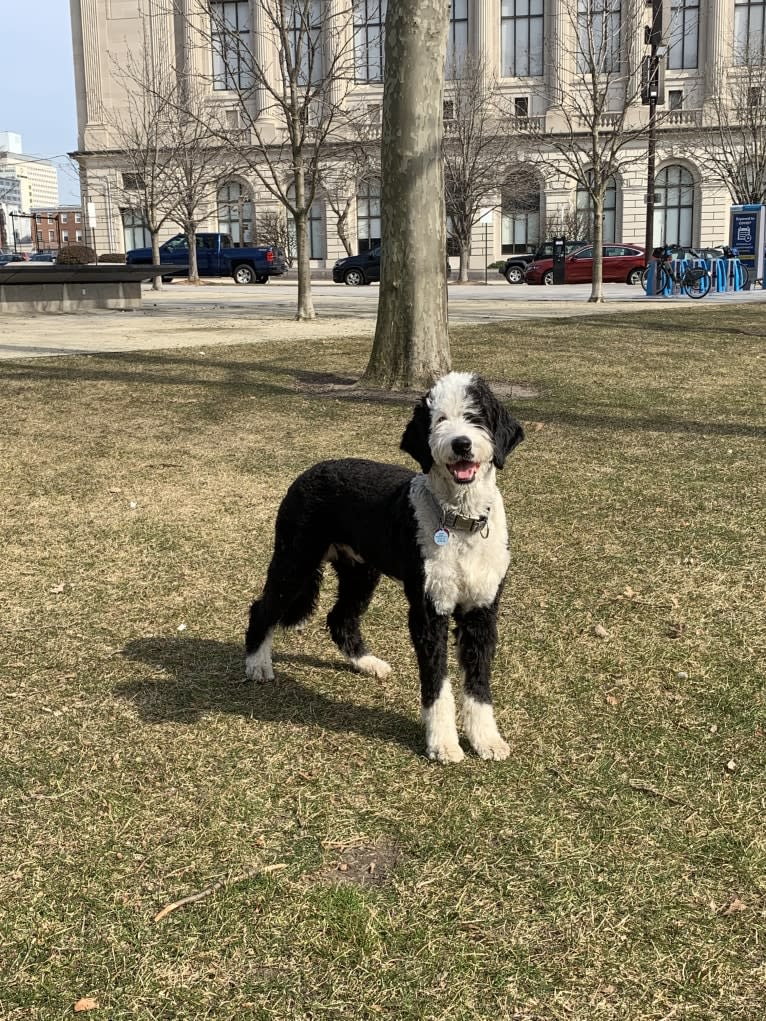 Steinway Grand, a Sheepadoodle tested with EmbarkVet.com