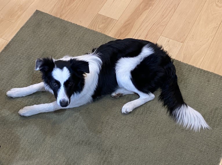 Yuki, a Border Collie tested with EmbarkVet.com