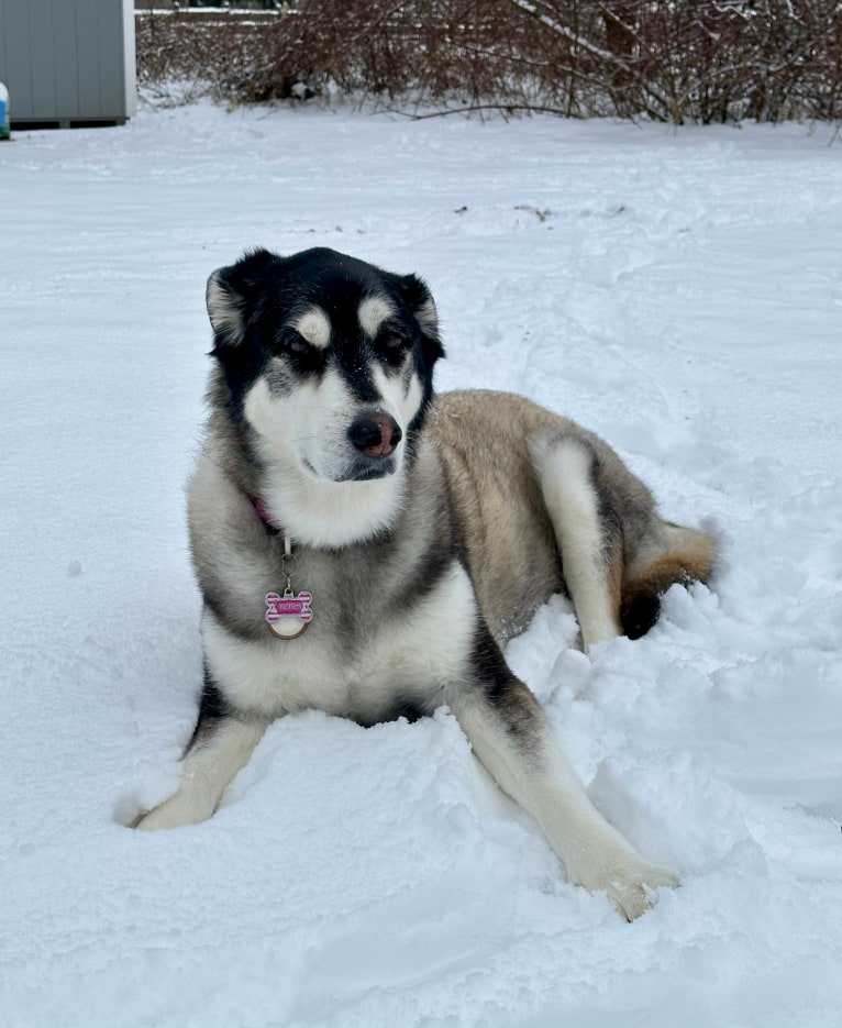 Keira, an Alaskan Malamute and Siberian Husky mix tested with EmbarkVet.com