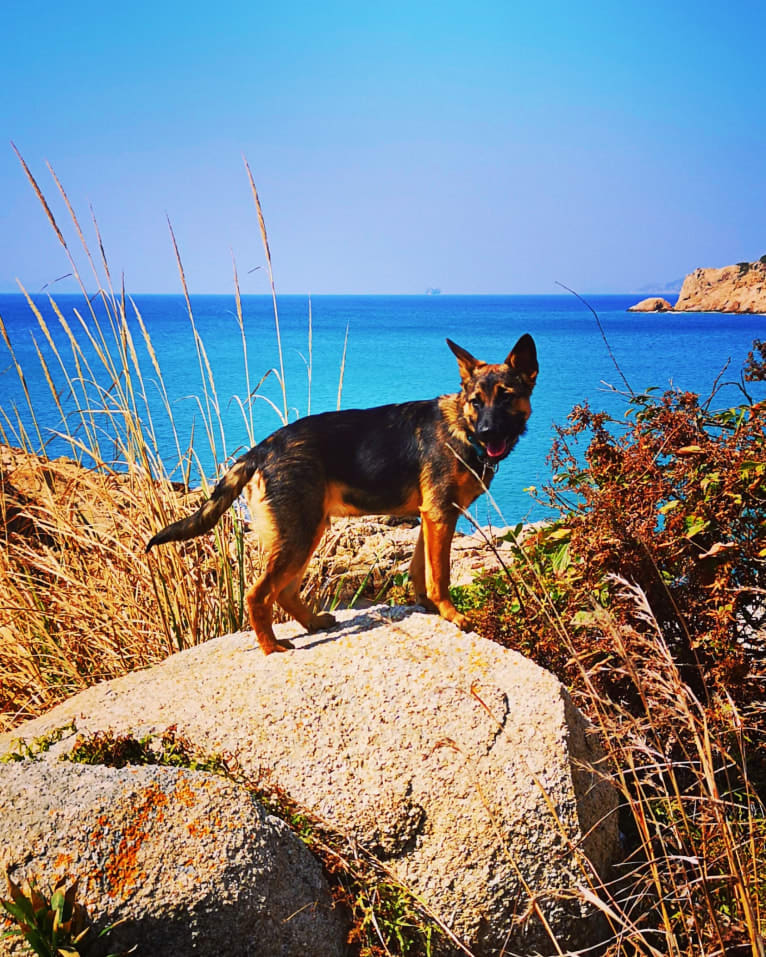 Eaton Chung, a Hong Kong Village Dog tested with EmbarkVet.com