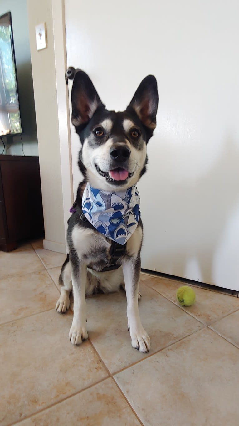 Kaylee, a Siberian Husky and American Pit Bull Terrier mix tested with EmbarkVet.com