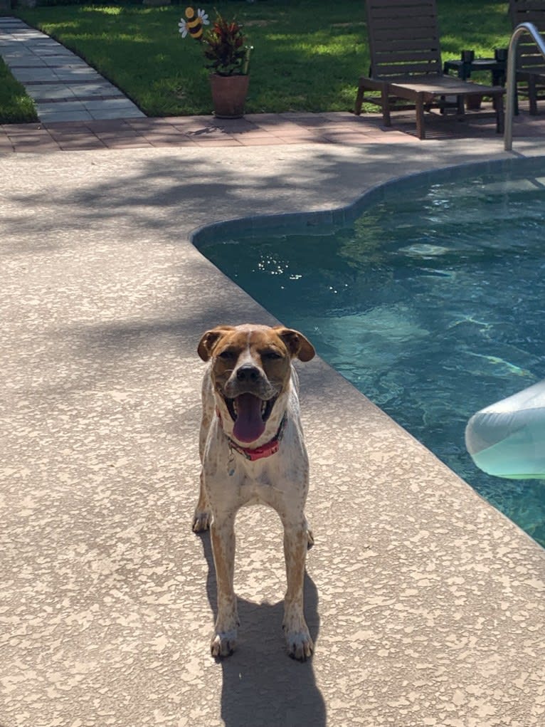 Luna Bella, an American Pit Bull Terrier and Labrador Retriever mix tested with EmbarkVet.com
