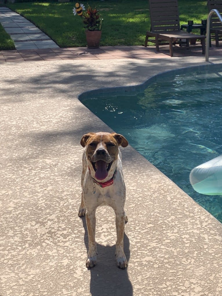 Luna Bella, an American Pit Bull Terrier and Labrador Retriever mix tested with EmbarkVet.com