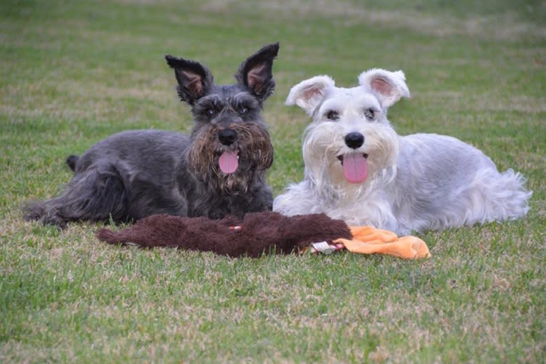 SPARTA, a Miniature Schnauzer tested with EmbarkVet.com