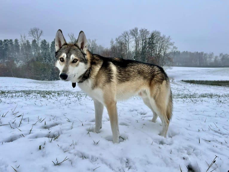 Zev a dog tested with EmbarkVet.com