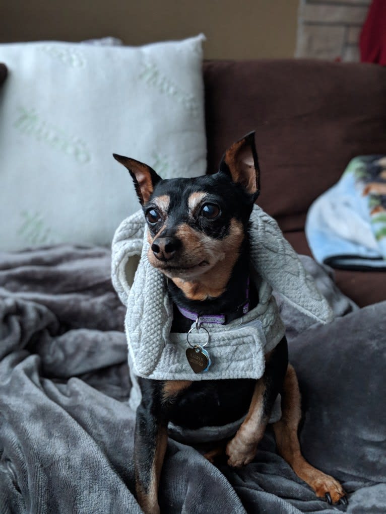 Kaidyn, a Miniature Pinscher tested with EmbarkVet.com