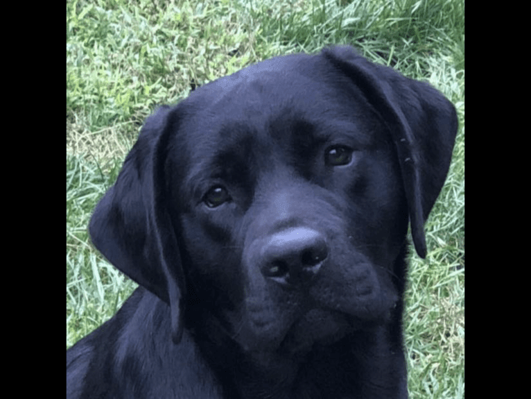 Nero, a Labrador Retriever tested with EmbarkVet.com