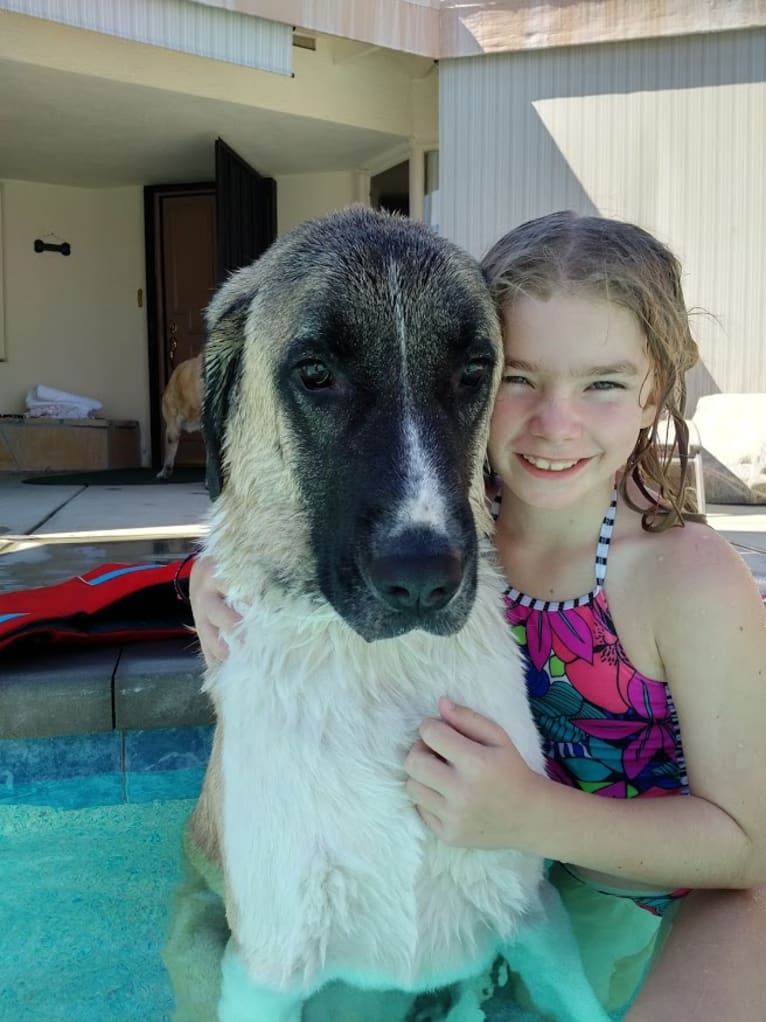 Barrett, an Anatolian Shepherd Dog tested with EmbarkVet.com