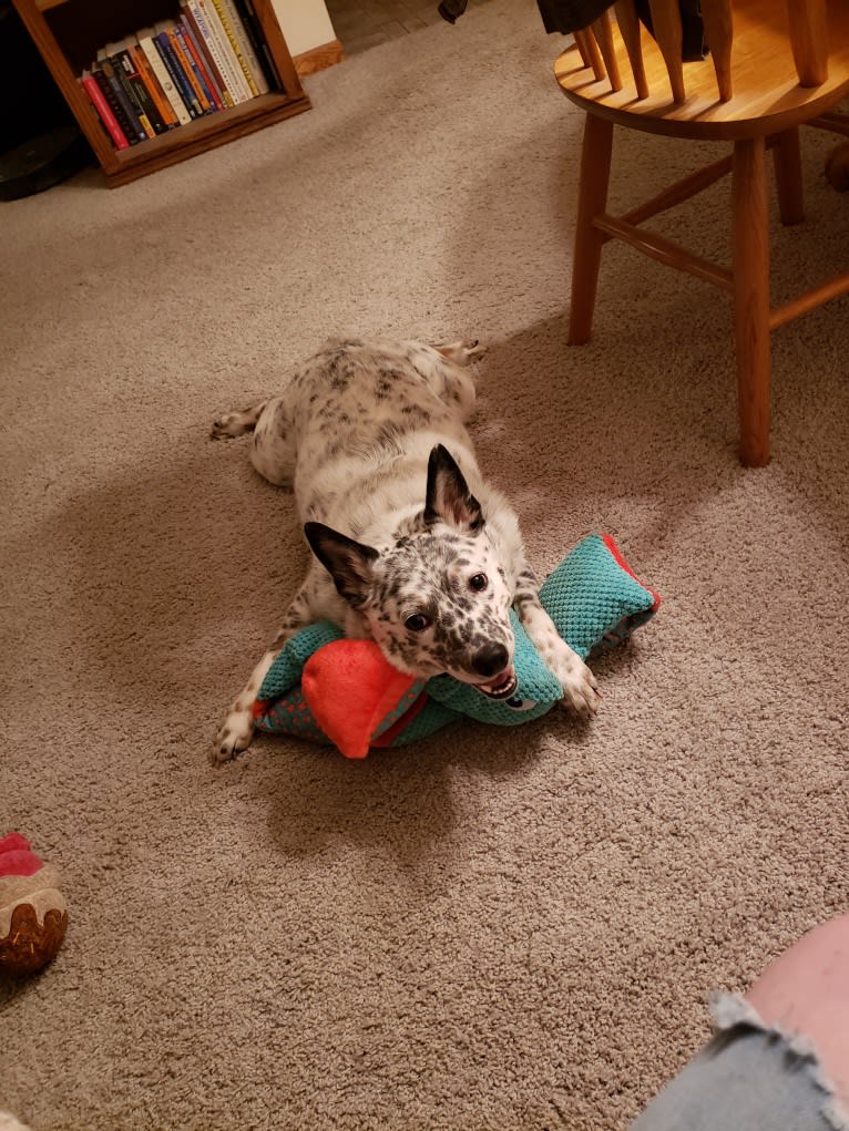 Pom, an Australian Cattle Dog tested with EmbarkVet.com