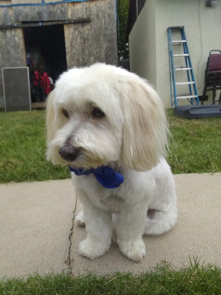 Leche, a Poodle (Small) and Chihuahua mix tested with EmbarkVet.com