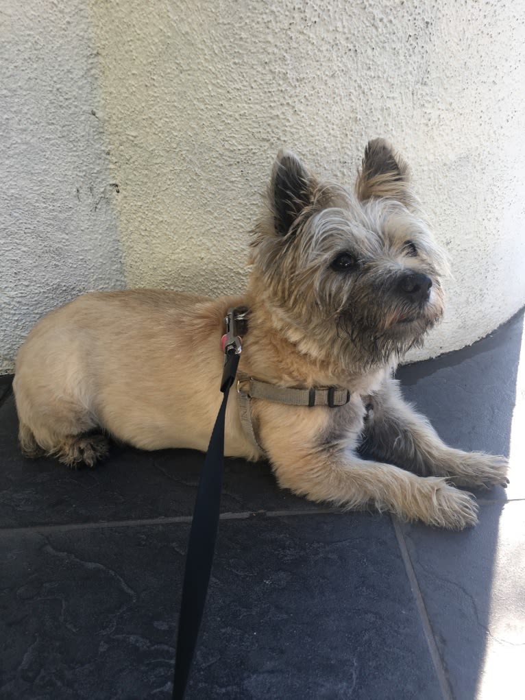 Holly, a Cairn Terrier tested with EmbarkVet.com