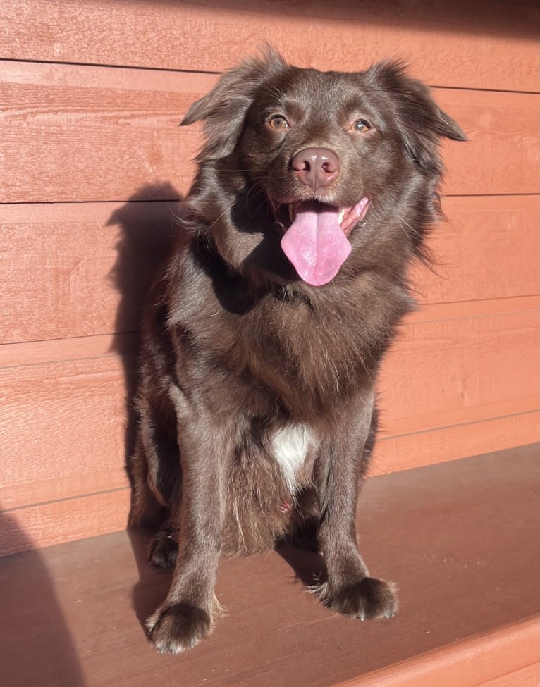 Snickers, an Australian Shepherd tested with EmbarkVet.com