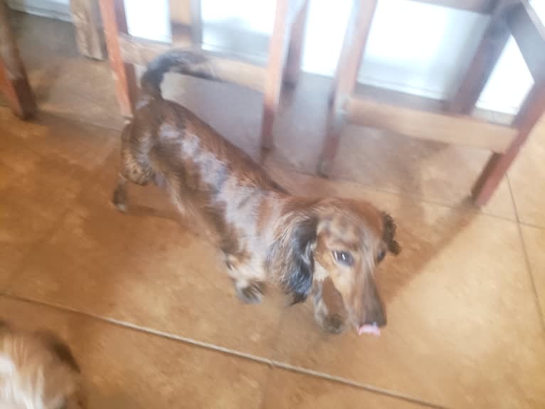 shamrock's ally, a Dachshund tested with EmbarkVet.com