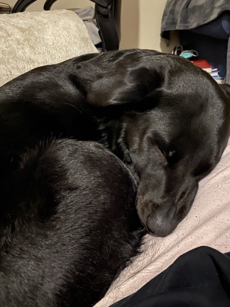 Charlie, an Australian Cattle Dog and Labrador Retriever mix tested with EmbarkVet.com