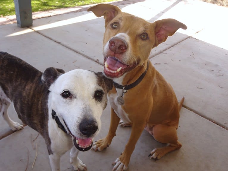 Bobbi, an American Pit Bull Terrier and Rottweiler mix tested with EmbarkVet.com