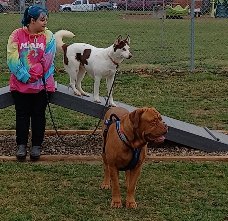 Brutis II, a Dogue de Bordeaux tested with EmbarkVet.com