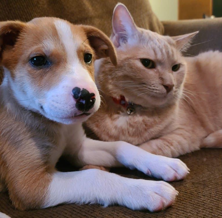 Cid, a Boxer and Australian Cattle Dog mix tested with EmbarkVet.com