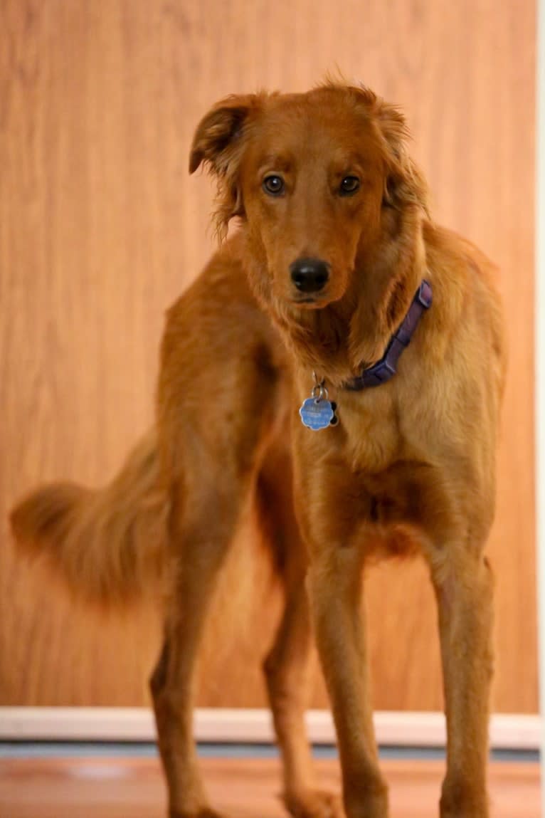 Lennon, a Doberman Pinscher and Golden Retriever mix tested with EmbarkVet.com