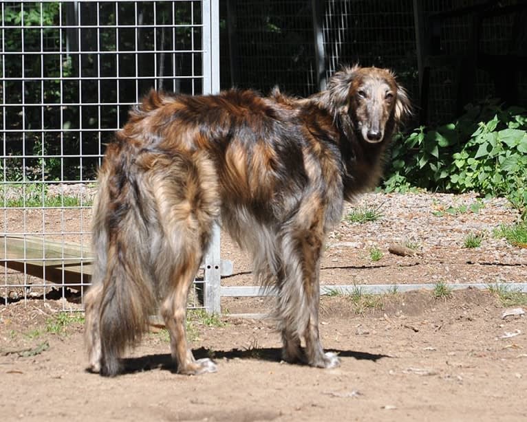 Jumpystumpy, a Silken Windhound tested with EmbarkVet.com