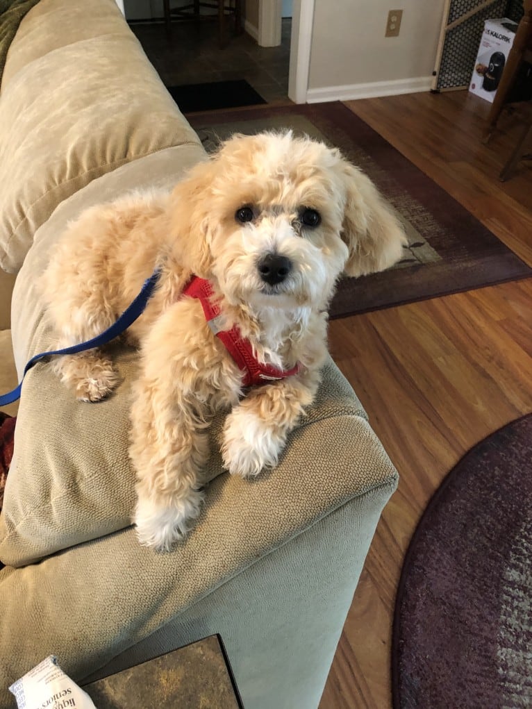 Scooter, a Poodle (Small) and Maltese mix tested with EmbarkVet.com