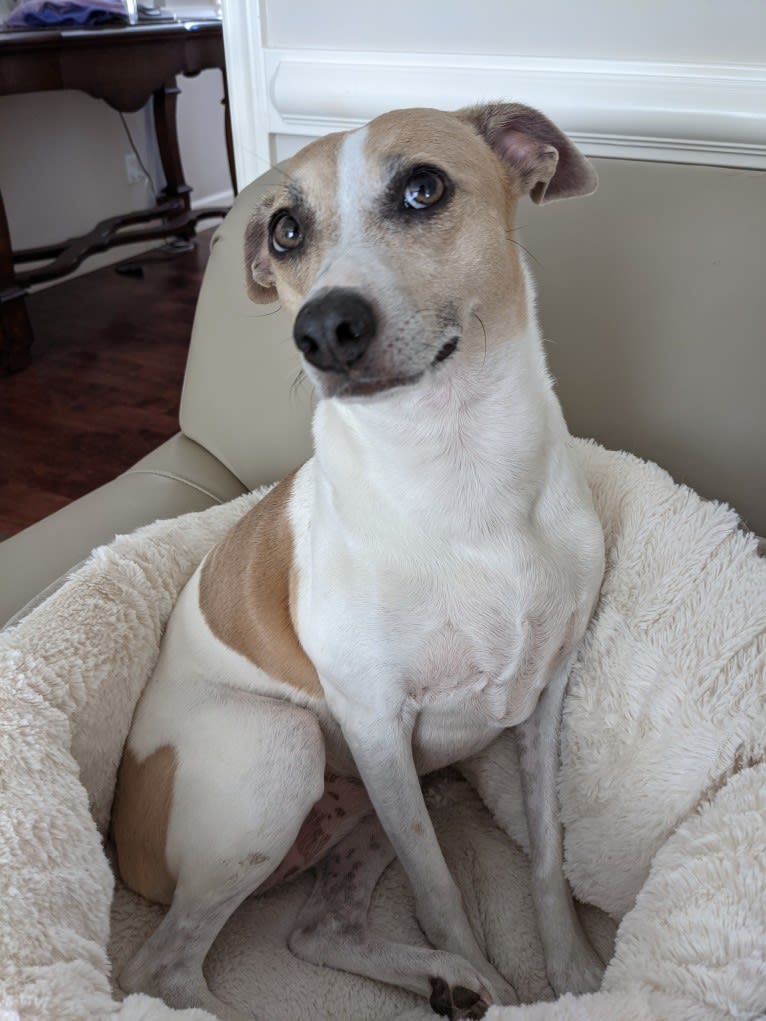 Katie, a Rat Terrier tested with EmbarkVet.com