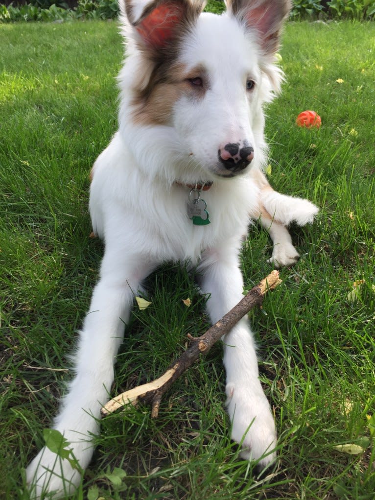 Jax, a Shetland Sheepdog and Australian Cattle Dog mix tested with EmbarkVet.com