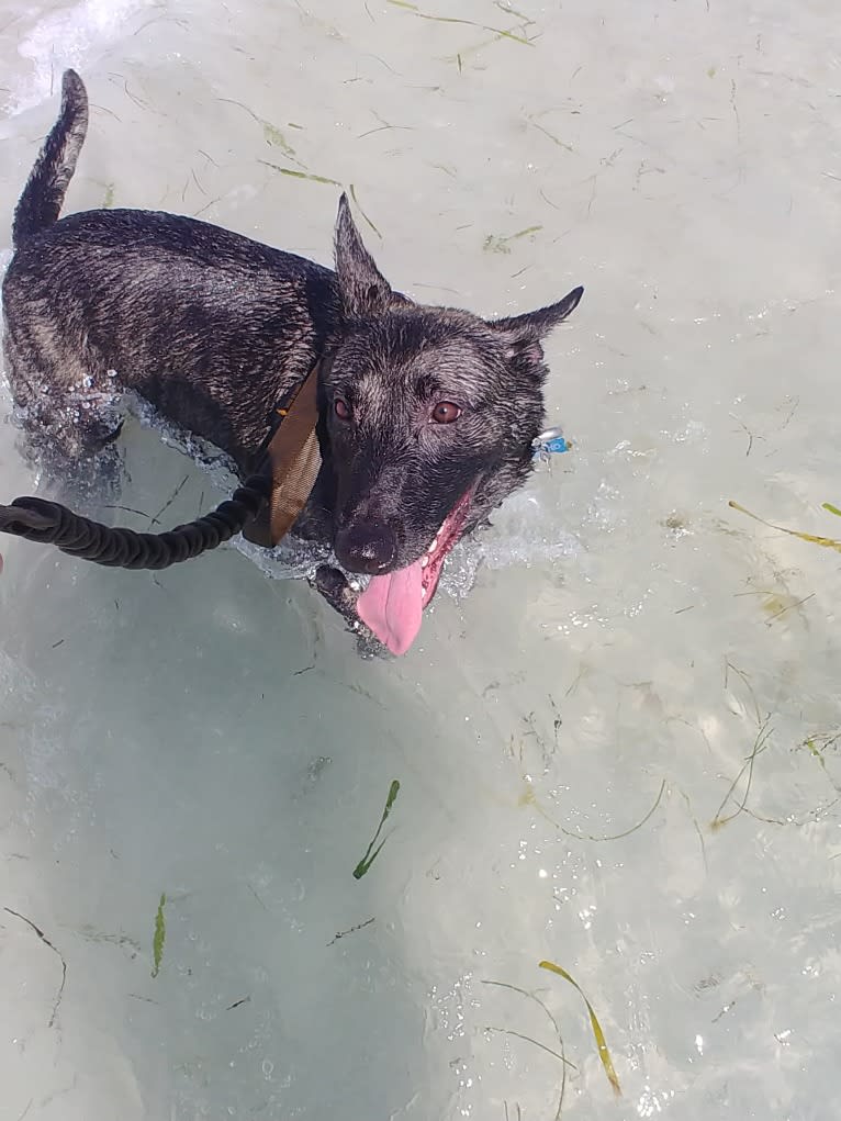 Mako, a Dutch Shepherd tested with EmbarkVet.com