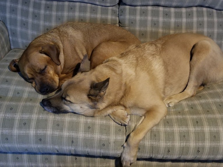 Emma, an Akita and Rottweiler mix tested with EmbarkVet.com