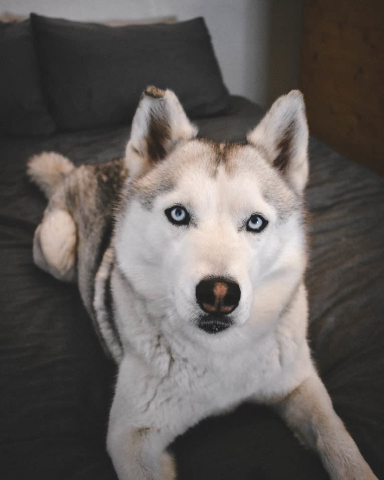 Max, a Siberian Husky tested with EmbarkVet.com