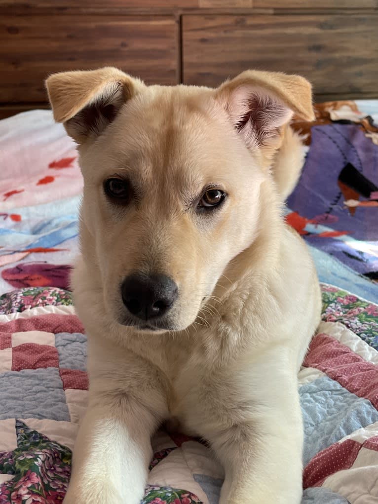 Nala, a Labrador Retriever and Chow Chow mix tested with EmbarkVet.com