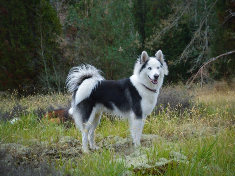 Faustus, a Yakutian Laika tested with EmbarkVet.com