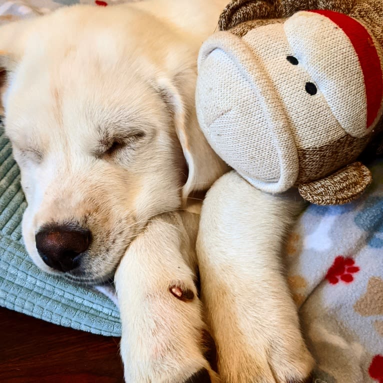 Jack Frost, a Great Pyrenees and Labrador Retriever mix tested with EmbarkVet.com