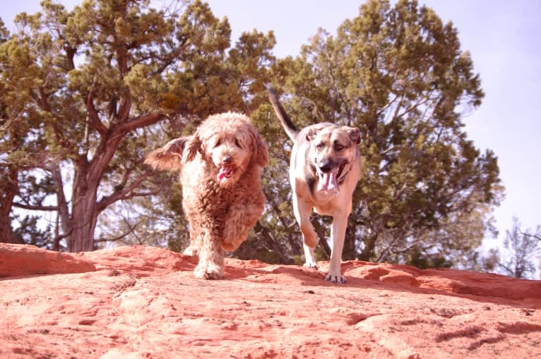 Maggie Sue, a Poodle (Standard) and Poodle (Small) mix tested with EmbarkVet.com