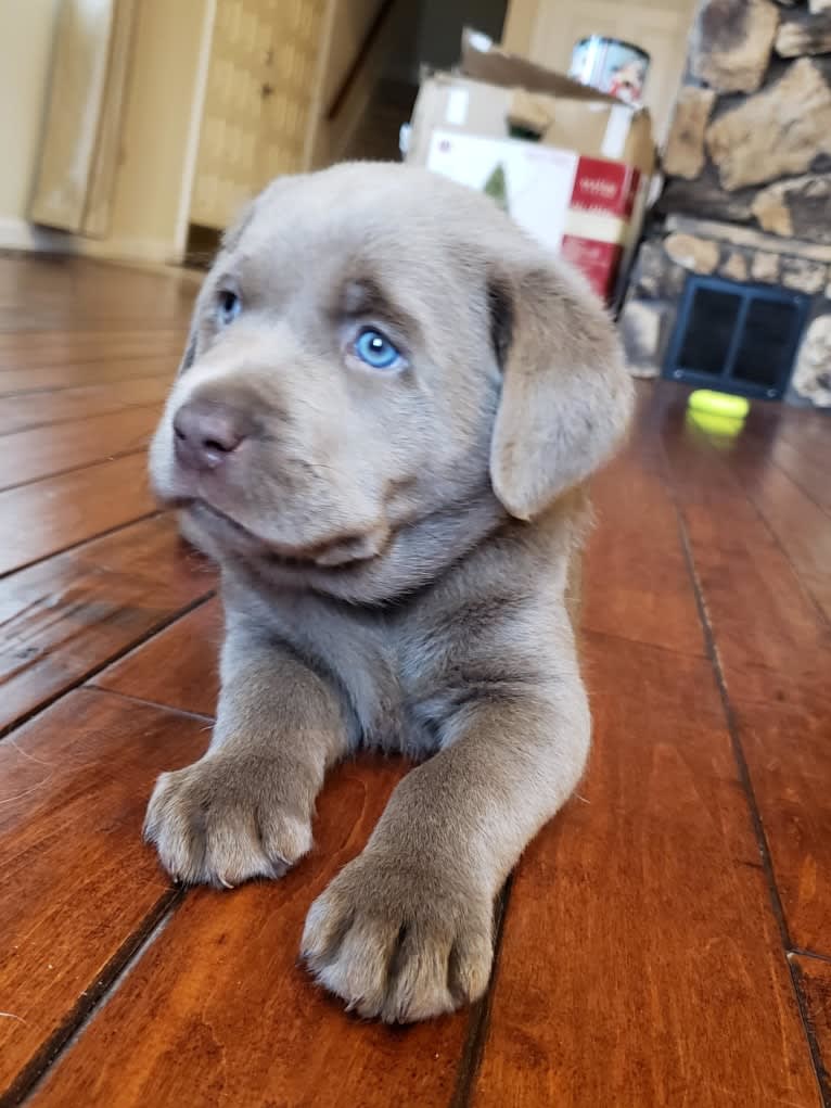 Jordy, a Labrador Retriever tested with EmbarkVet.com