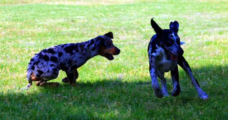 Delphine, a Catahoula Leopard Dog tested with EmbarkVet.com