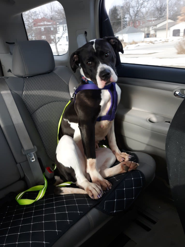 Betsy, an American Bulldog tested with EmbarkVet.com