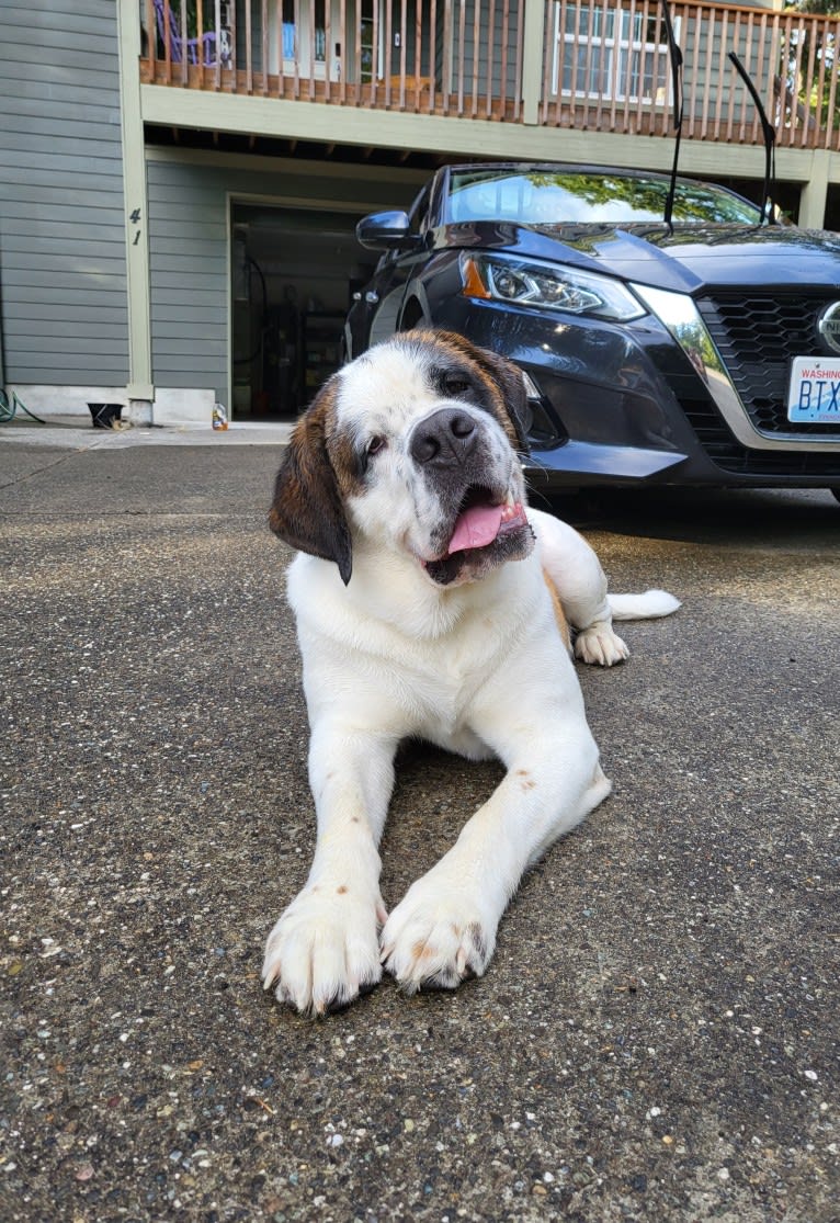 Milhouse "Millie", a Saint Bernard tested with EmbarkVet.com