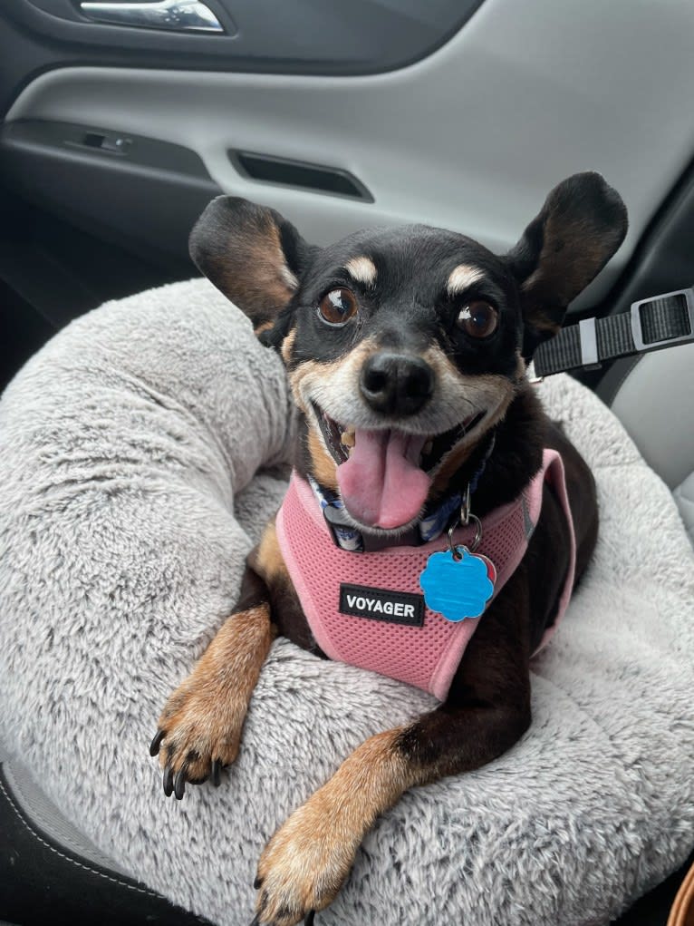 Minnie, a Miniature Pinscher tested with EmbarkVet.com