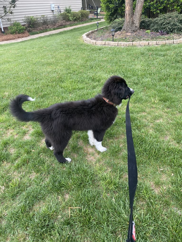 Bowie, a Great Pyrenees and Australian Shepherd mix tested with EmbarkVet.com