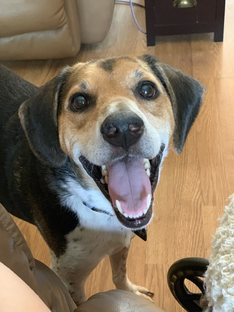 Chuck, a Beagle and Russell-type Terrier mix tested with EmbarkVet.com