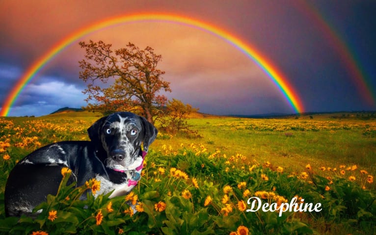 Delphine, a Catahoula Leopard Dog tested with EmbarkVet.com