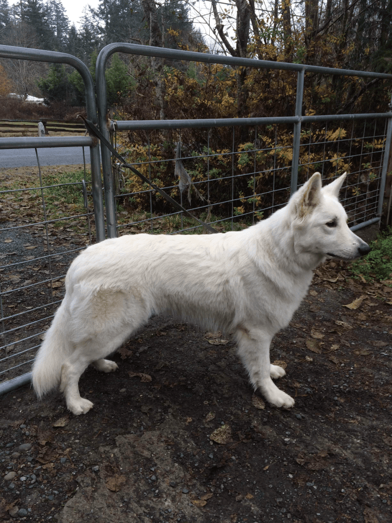 Bela, a White Shepherd tested with EmbarkVet.com