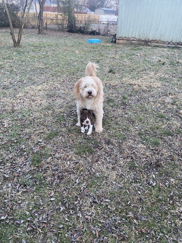 Leo, a Beagle and Golden Retriever mix tested with EmbarkVet.com