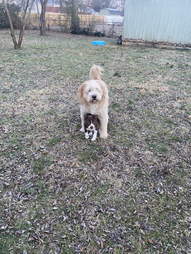 Leo, a Beagle and Golden Retriever mix tested with EmbarkVet.com