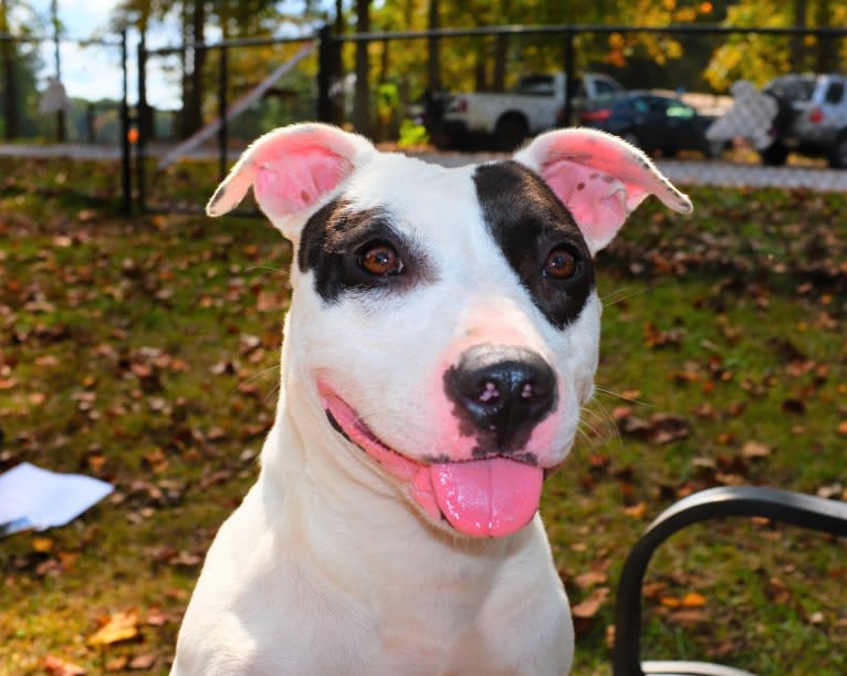 Gertrude (Gertie), an American Bully tested with EmbarkVet.com